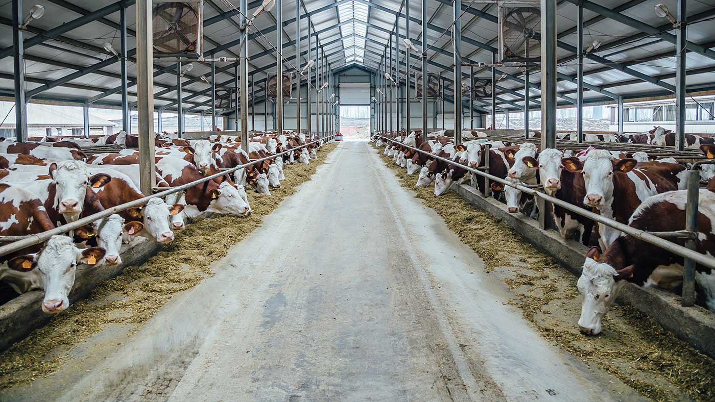 Ventridge cow shed detail - United Roofing Products Ventridge cow shed detail